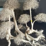 Unique pieces - Dried Tree - DÉCORAMA