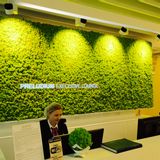 Aménagements pour bureau - Mûr Végétal Stabilisé - Lichen - GREEN MOOD