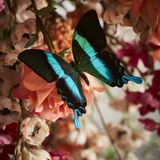Other wall decoration - Beautiful butterfly Wall decoration - DMW.NU: TAXIDERMY & INTERIOR