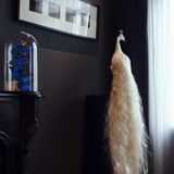 Decorative objects - White peacock taxidermy - decorative object - DMW.NU: TAXIDERMY & INTERIOR