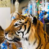 Objets de décoration - Taxidermie Lion & Tigre - Objet décoratif et unique - DMW.NU: TAXIDERMY & INTERIOR