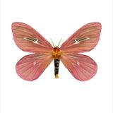 Poster - Butterflies - LILJEBERGS
