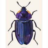 Poster - Beetles - LILJEBERGS
