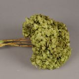 Floral decoration - Green preserved hydrangea - LE COMPTOIR.COM