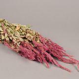 Floral decoration - Natural dried amaranthe caudatus - LE COMPTOIR.COM