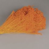 Floral decoration - Broom bloom preserved orange - LE COMPTOIR.COM