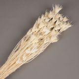 Floral decoration - Bleached Dried Orientalis Nigella - LE COMPTOIR.COM