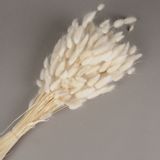 Office design and planning - Lagurus dried white - LE COMPTOIR.COM