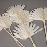 Office design and planning - Palm sun dried bleached - LE COMPTOIR.COM