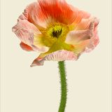 Poster - Poppies - LILJEBERGS