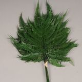 Office design and planning - Stabilized green fern - LE COMPTOIR.COM
