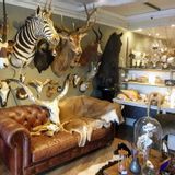Objets de décoration - Taxidermie animaux - Articles de décoration - Intérieur & Taxidermie - DMW.NU: TAXIDERMY & INTERIOR