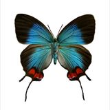 Art photos - Butterflies - LILJEBERGS