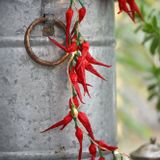 Hanging lights - Chilli Pepper - LIGHT STYLE LONDON