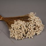 Floral decoration - Natural dried glixia - LE COMPTOIR.COM