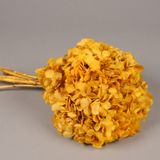 Floral decoration - Preserved Hydrangea Yellow - LE COMPTOIR.COM