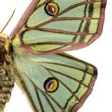Poster - Close-ups - LILJEBERGS