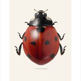 Poster - Other bugs - LILJEBERGS