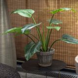 Décorations florales - Alocasia plant - Silk-ka Artificial flowers and plants for life! - SILK-KA