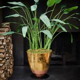 Décorations florales - Strelizia plant - Silk-ka Artificial flowers and plants for life! - SILK-KA