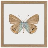 Gifts - Mini prints in frame - LILJEBERGS