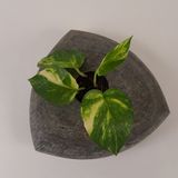 Garden accessories - Natural Slate Stone Tabletop Planters - VEN AESTHETIC CREATIONS