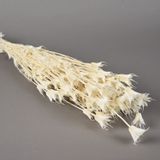Floral decoration - Nigelle orientalis dried milled - LE COMPTOIR.COM