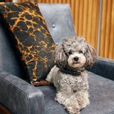 Upholstery fabrics - Margate Marble Velvet - ETOFFE.COM