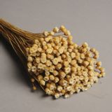 Floral decoration - Natural Jazilda dried H50cm - LE COMPTOIR.COM