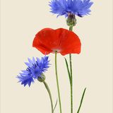 Poster - Floral prints - LILJEBERGS