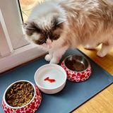 Gifts - Pet bowl fish - SUCK UK
