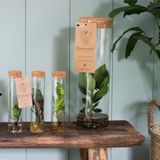 Gifts - Set of 3 plant cuttings in a vase with cork - original gift - PLANTOPHILE