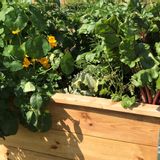 Toys - My First Vegetable Garden - WILL'UP
