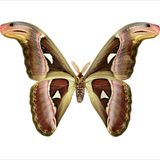 Poster - Moth Art prints - LILJEBERGS