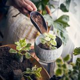 Accessoires de jardinage - FREJ Ecope - AFFARI OF SWEDEN