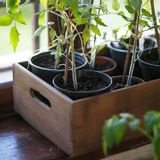 Decorative objects - bistrot furniture - FIORIRA UN GIARDINO SRL