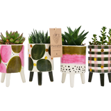 Objets de décoration - Cactus mix pot Elma - small - PLANTOPHILE