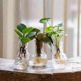 Decorative objects - Plant cuttings in pretty little vases - set of 3 pieces - PLANTOPHILE