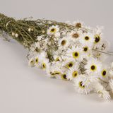 Hair accessories - Acroclinium or immortelle dried natural white - LE COMPTOIR.COM