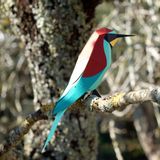 Children's arts and crafts - Merops Apiaster - PLEGO