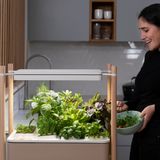 Other smart objects - Multo - PRÊT À POUSSER