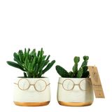 Cadeaux - Cactus en pot original avec lunettes - medium - PLANTOPHILE