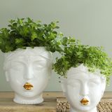 Decorative objects - Green plants in Queen Maxima pot - PLANTOPHILE