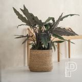 Flower pots - Bohème Collection Woven Baskets - POTTERY POTS