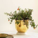 Vases - Heirloom Brass & Marble Planter - FLECK