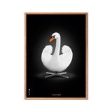 Affiches - Affiche - Svanen Hvid/Sort - NOVICTUS/ POSTER & FRAME