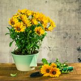 Design objects - Naso 2.0 bowl - DEDAL