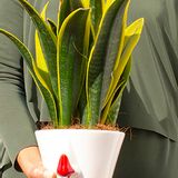 Design objects - Bowl Naso Red Nose - DEDAL