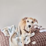 Pet accessories - KAYA DOG BLANKET - LARGE - OYOY LIVING DESIGN