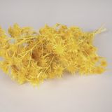 Floral decoration - Yellow dried golden thistle - LE COMPTOIR.COM
